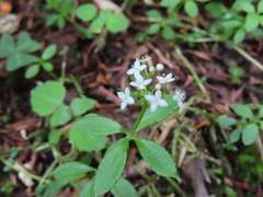 Galium echinocarpum