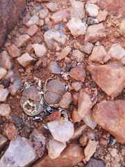 Lithops