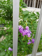 Duranta erecta