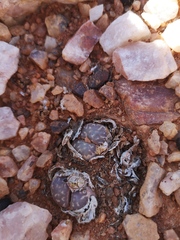 Lithops