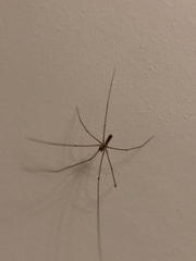 Pholcus phalangioides