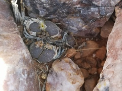 Lithops