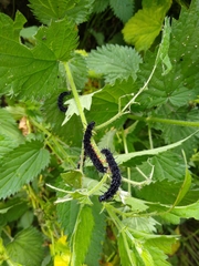 Aglais io