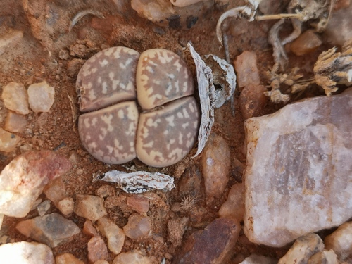 Lithops marmorata
