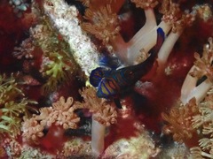 Synchiropus splendidus