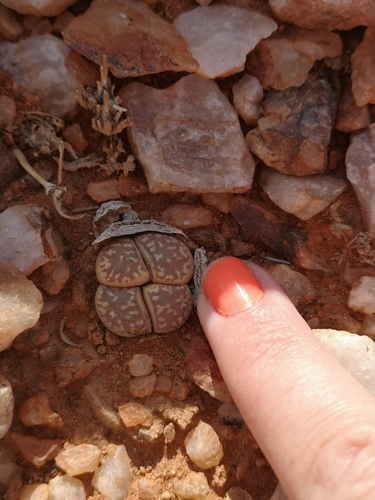 Lithops marmorata