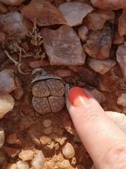 Lithops
