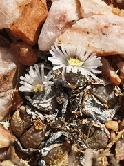 Lithops marmorata