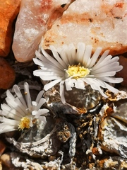 Lithops marmorata