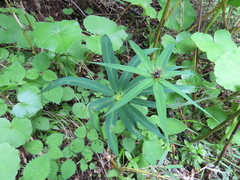 Paris polyphylla stenophylla
