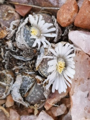 Lithops marmorata