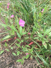 Oenothera rosea