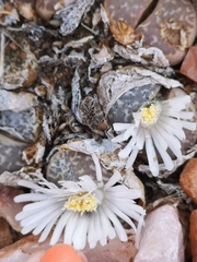 Lithops marmorata