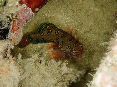 Synchiropus picturatus