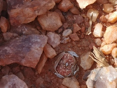 Lithops