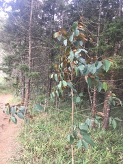 Chrysophyllum cainito