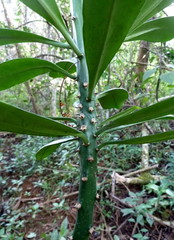 Euphorbia grandifolia