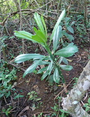 Euphorbia grandifolia