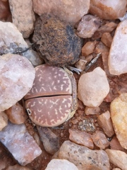 Lithops marmorata