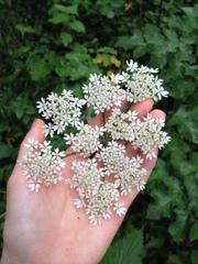 Heracleum sphondylium sphondylium