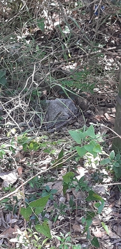 Green Whip Snake