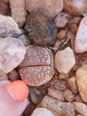 Lithops marmorata
