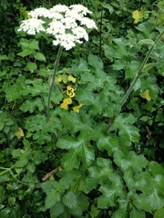 Heracleum sphondylium sphondylium