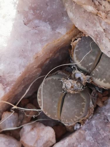 Lithops marmorata