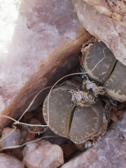 Lithops marmorata