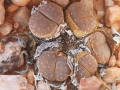 Lithops marmorata