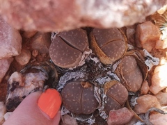 Lithops marmorata
