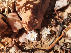 Lithops marmorata