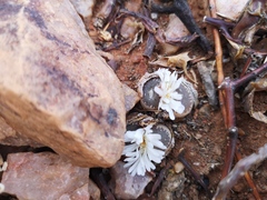 Lithops marmorata