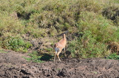 Raphicerus campestris neumanni