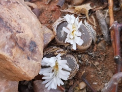 Lithops marmorata