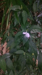 Dicliptera roxburghiana