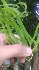 Lygodium circinnatum