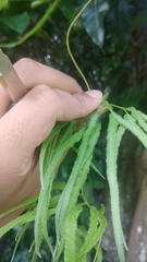 Lygodium circinnatum