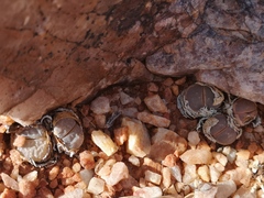 Lithops
