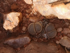 Lithops