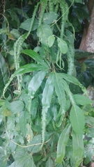 Lygodium circinnatum