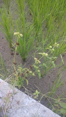 Hyptis capitata