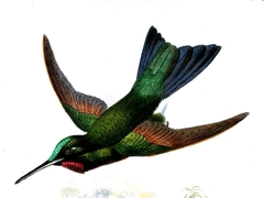 Fiery-Throated Metaltail photo 2