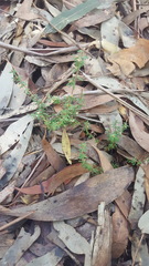 Micrantheum ericoides