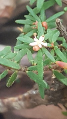 Micrantheum ericoides