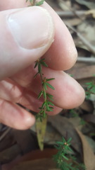 Micrantheum ericoides