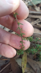 Micrantheum ericoides