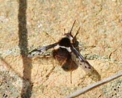 Bombylius pygmaeus