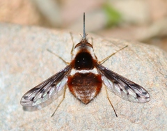 Bombylius pygmaeus