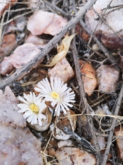 Lithops marmorata